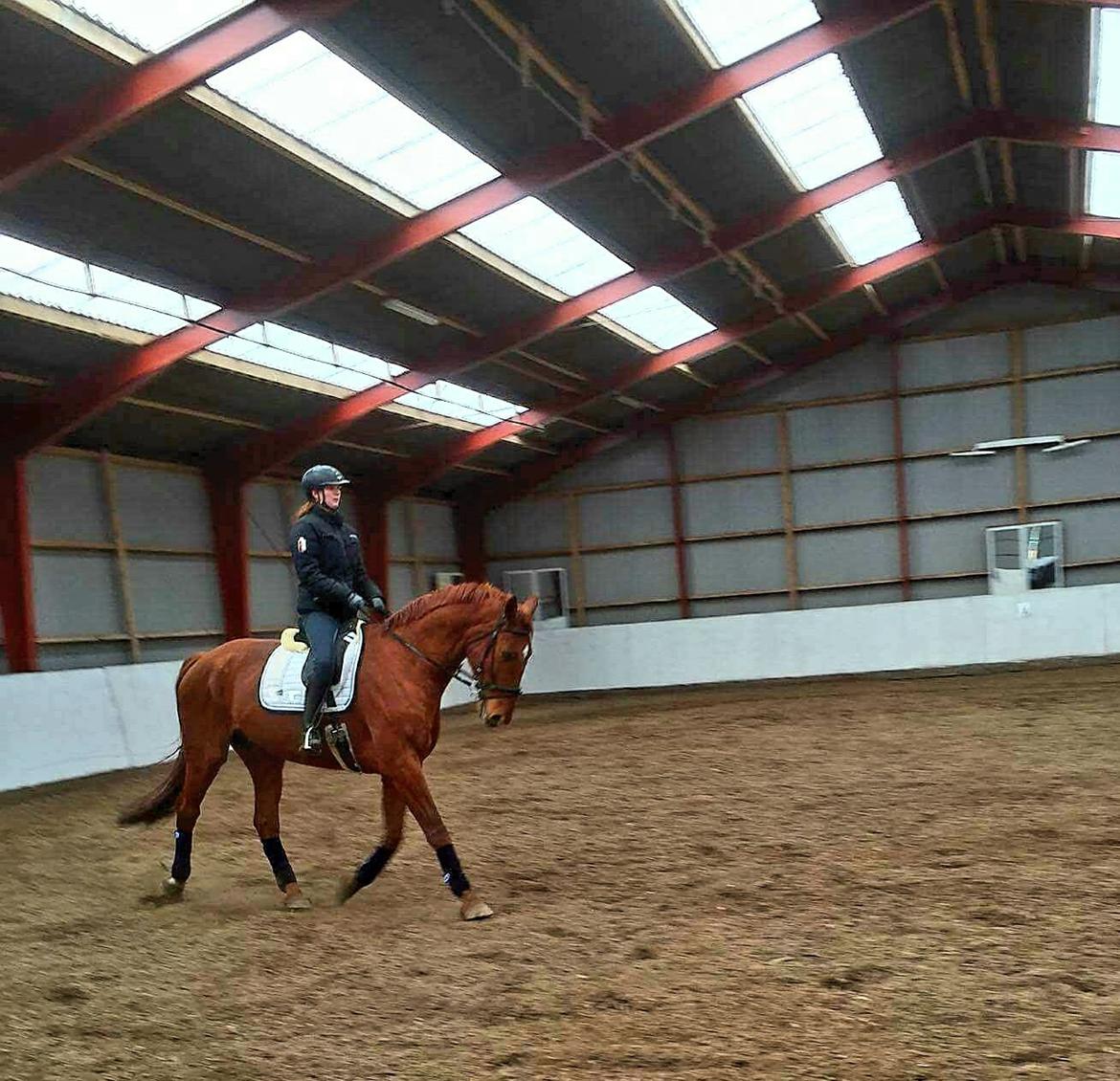 Dansk Varmblod Bækgårdens Amazing  - Amazing og mig vores anden tur 😊 billede 4