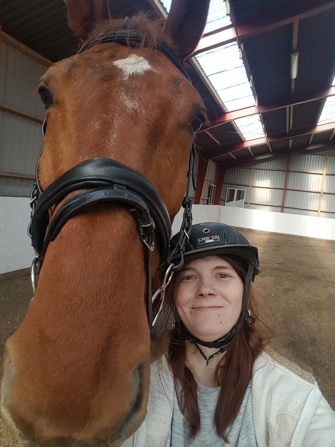 Dansk Varmblod Bækgårdens Amazing  - hygge bare ham og jeg ♡ billede 5