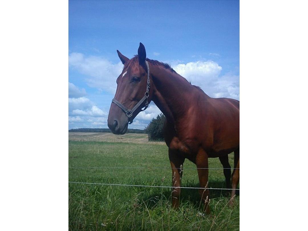 Dansk Varmblod Bækgårdens Amazing  - Amazing for ca 6 år siden <3 billede 6