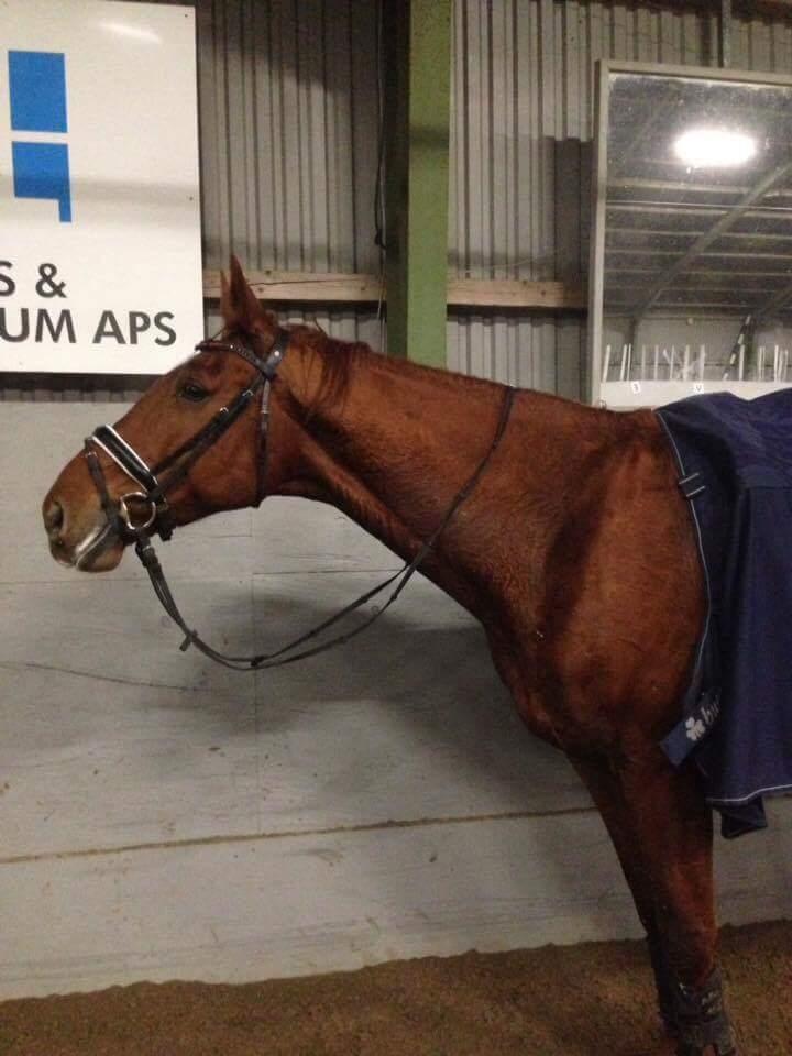 Dansk Varmblod Bækgårdens Amazing  - ved tidligere ejer  billede 7