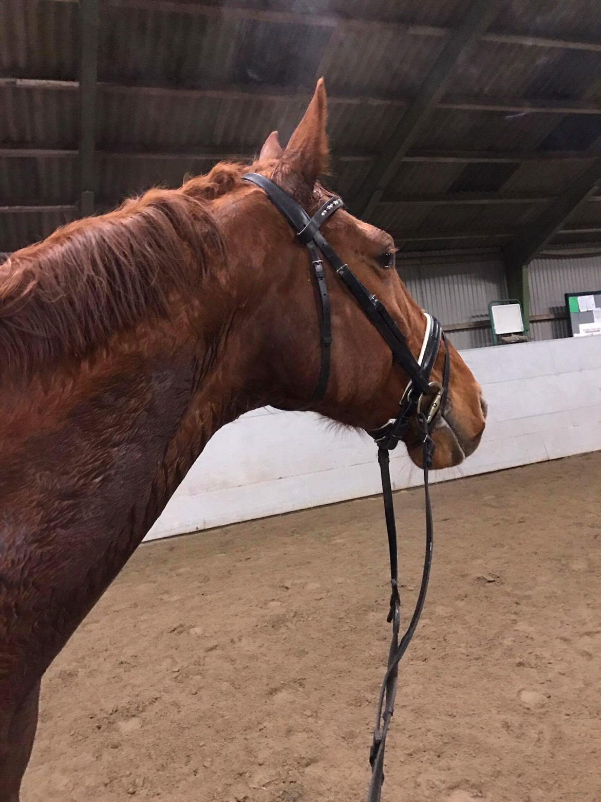 Dansk Varmblod Bækgårdens Amazing  - ved tidligere ejer  billede 8