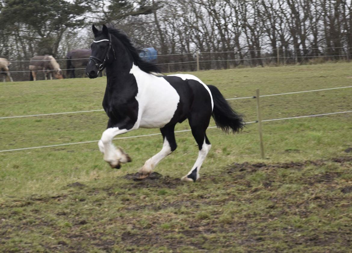 Barockpinto Hc-Horses Opposites Playboy billede 3