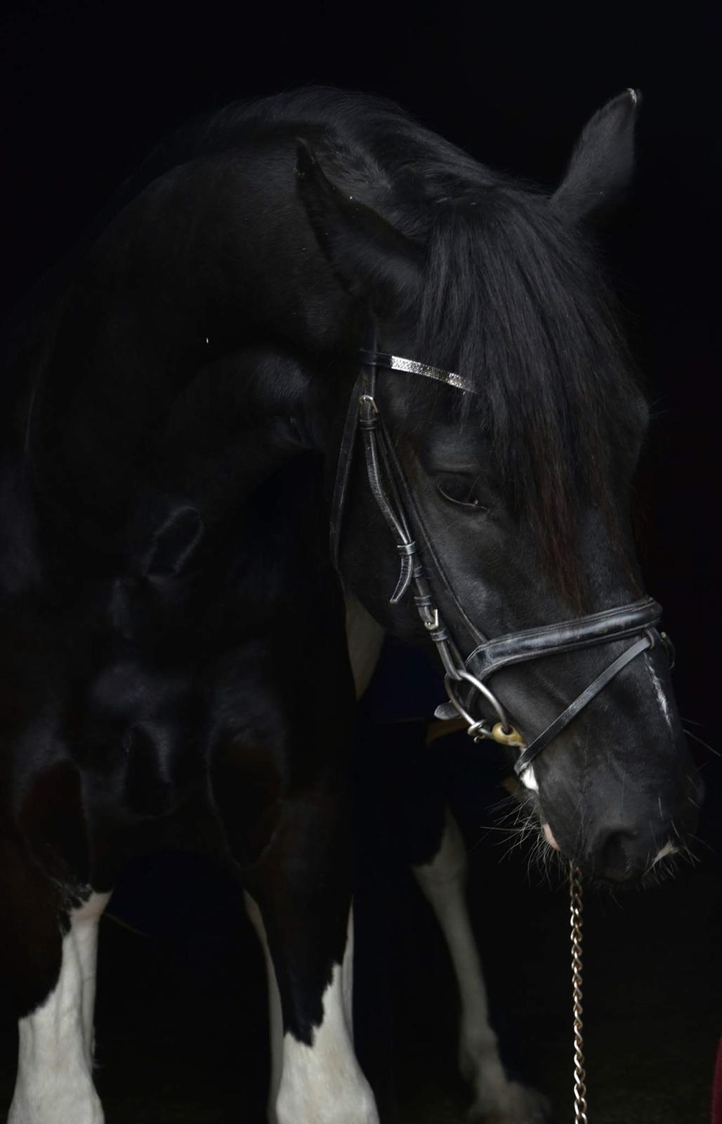 Barockpinto Hc-Horses Opposites Playboy billede 5