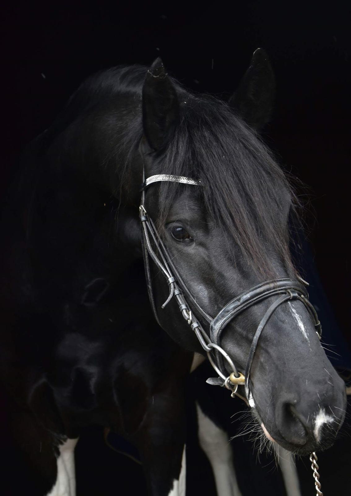 Barockpinto Hc-Horses Opposites Playboy billede 6