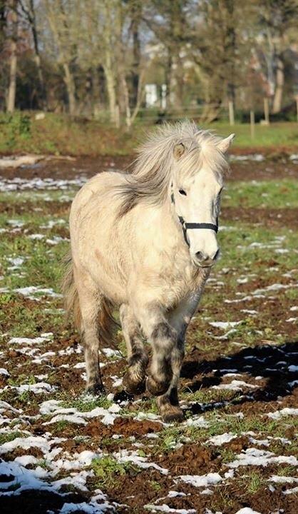 Islænder Disa fra Fruerlund - Den dag Disa kom hjem igen, efter at have været udlånt i 1,5år <3 billede 43