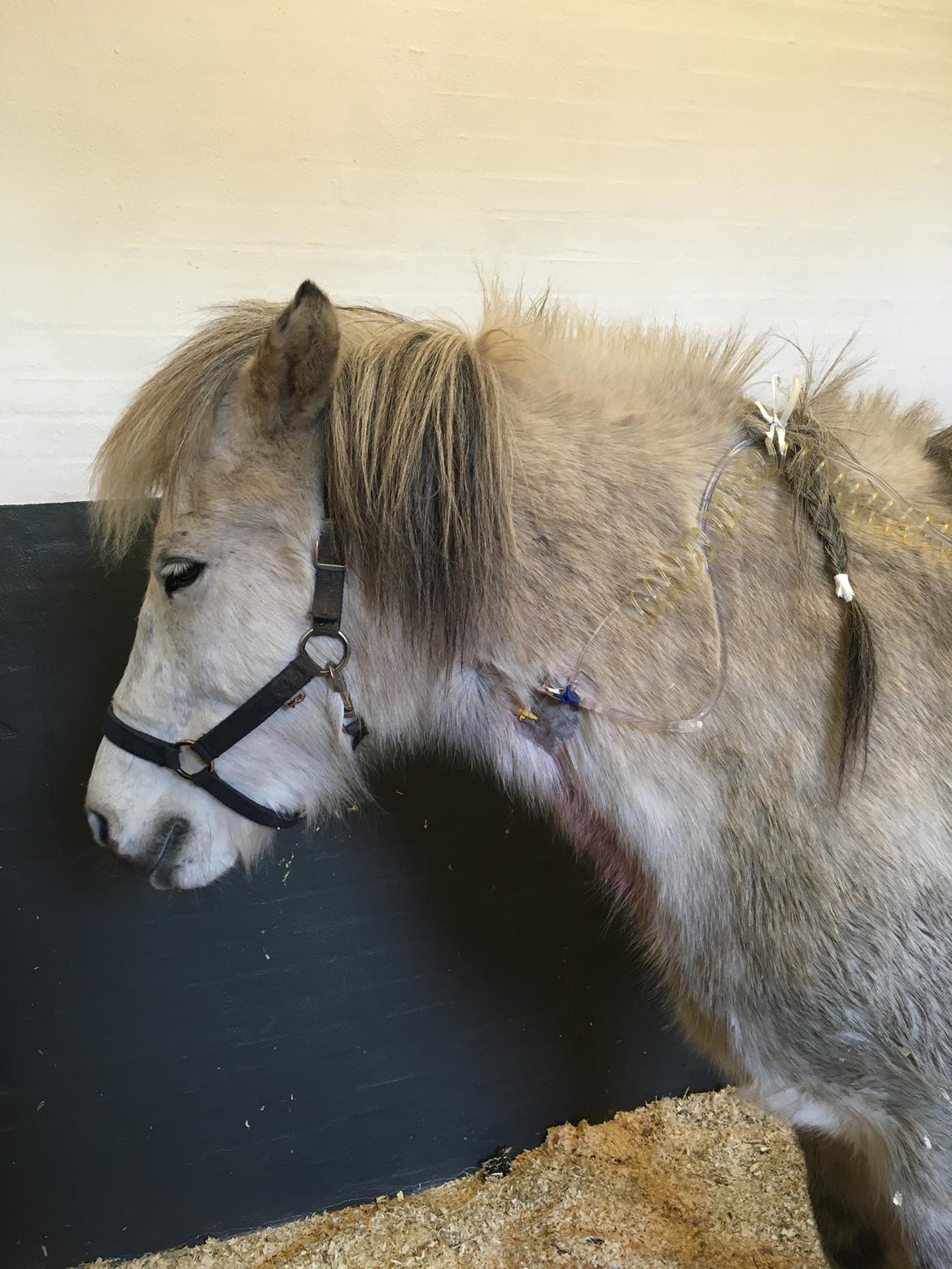 Islænder Disa fra Fruerlund - Disa på Højgård Hestehospital. Hun var lige ved at forlade mig der. Jeg kan kun takke de dygtige dyrlæger for at redde min hest. Jeg takker også Disa for at hun kæmpede så flot. Jeg er evig taknemlig for at hun stadig er her ved mig <3 billede 19