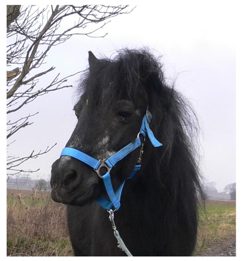 Anden særlig race Buller - 25 år har vi foreløbigt fulgtes ad! billede 1