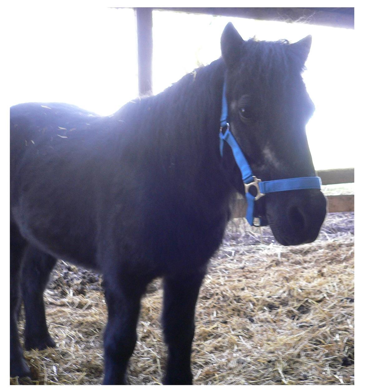 Anden særlig race Buller - Buller har egen "terrasse" på sine gamle dage. billede 19