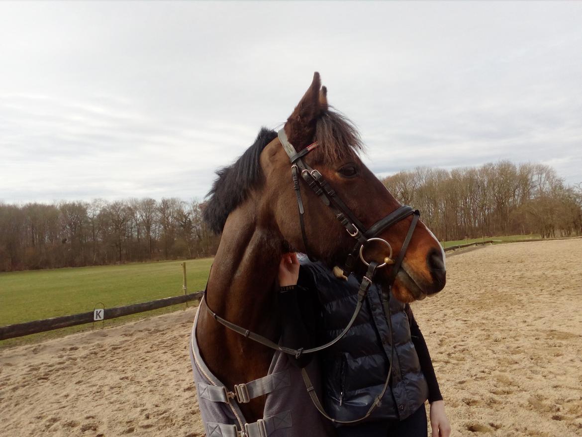 New Forest Shadow billede 18