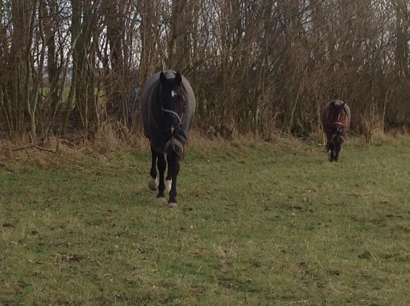 Dansk Varmblod Dusty søndertoft R.I.P (himmelhest) - My soulmate billede 2