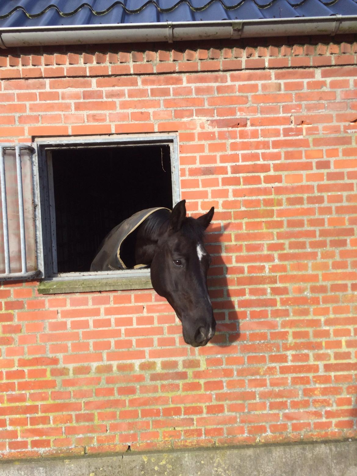 Dansk Varmblod Dusty søndertoft R.I.P (himmelhest) - Tiggeprins <3 billede 4