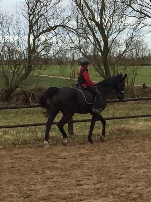 Dansk Varmblod Dusty søndertoft R.I.P (himmelhest) - <3 billede 5