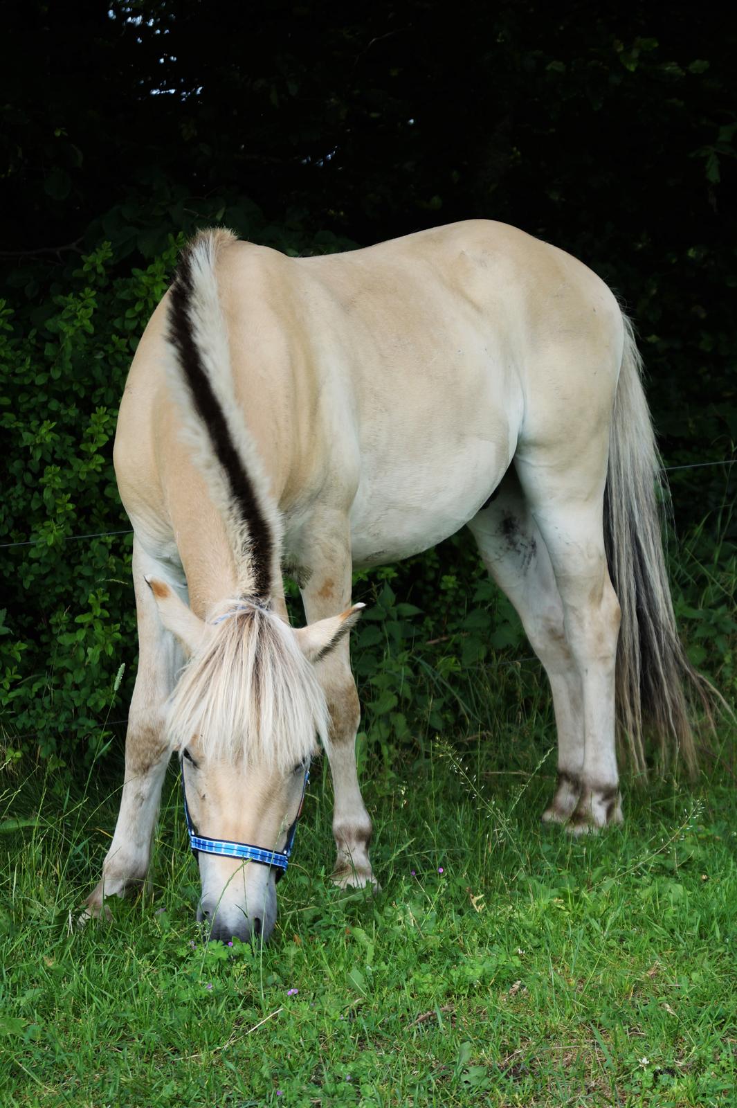 Fjordhest Tarsan - Fra da jeg fik ham d. 25-06-16. billede 3