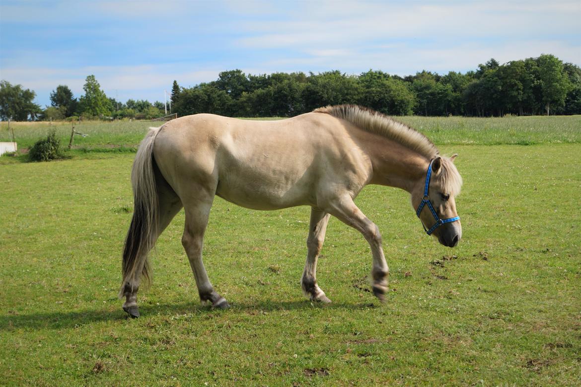 Fjordhest Tarsan - 25-06-16. billede 4