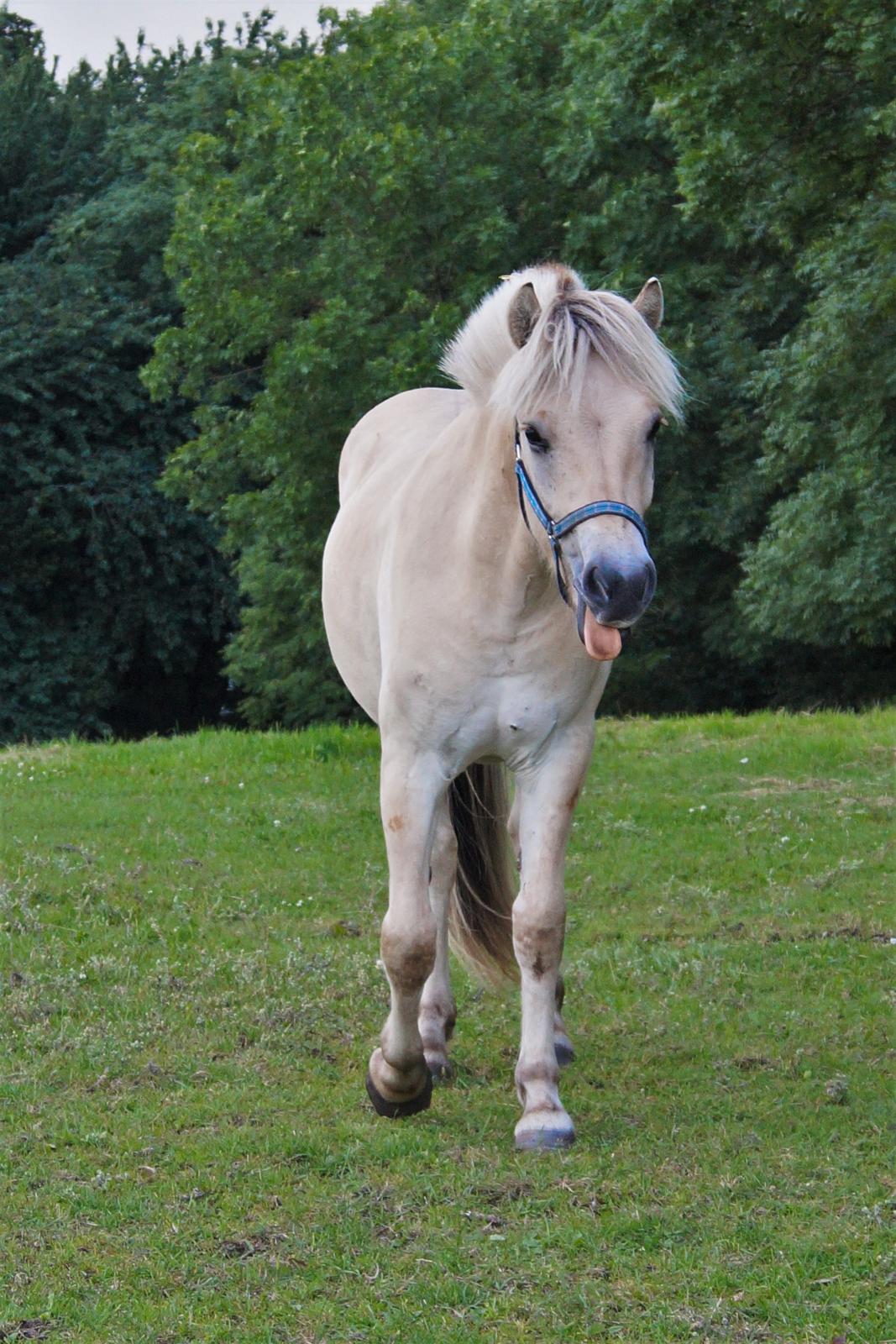 Fjordhest Tarsan - 11-07-16. billede 6