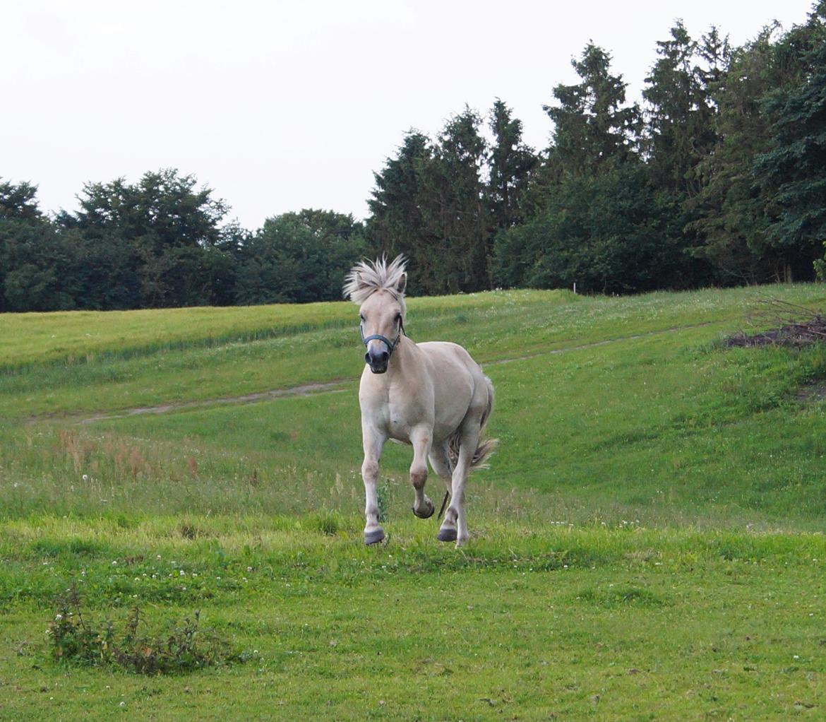 Fjordhest Tarsan - 11-07-16. billede 5