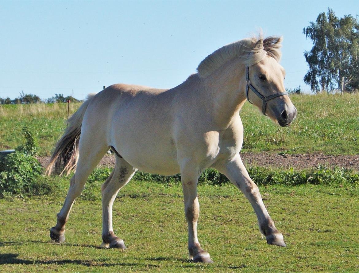 Fjordhest Tarsan - 05-09-16. billede 9
