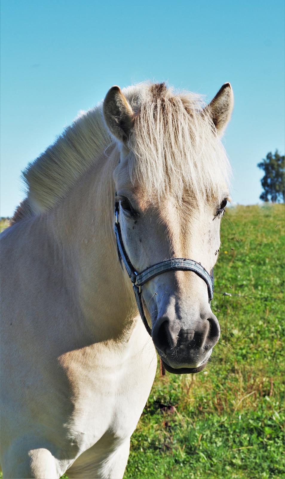 Fjordhest Tarsan - 05-09-16. billede 10