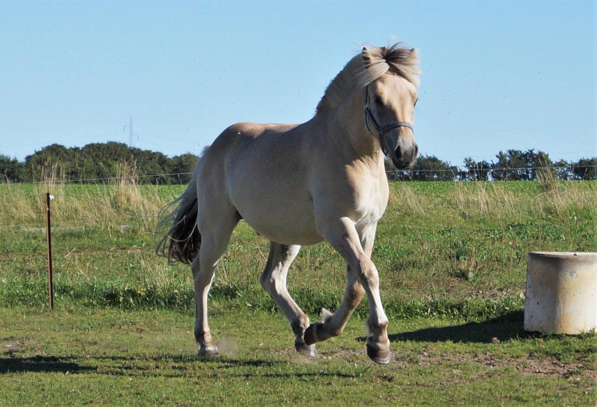Fjordhest Tarsan - 05-09-16. billede 8