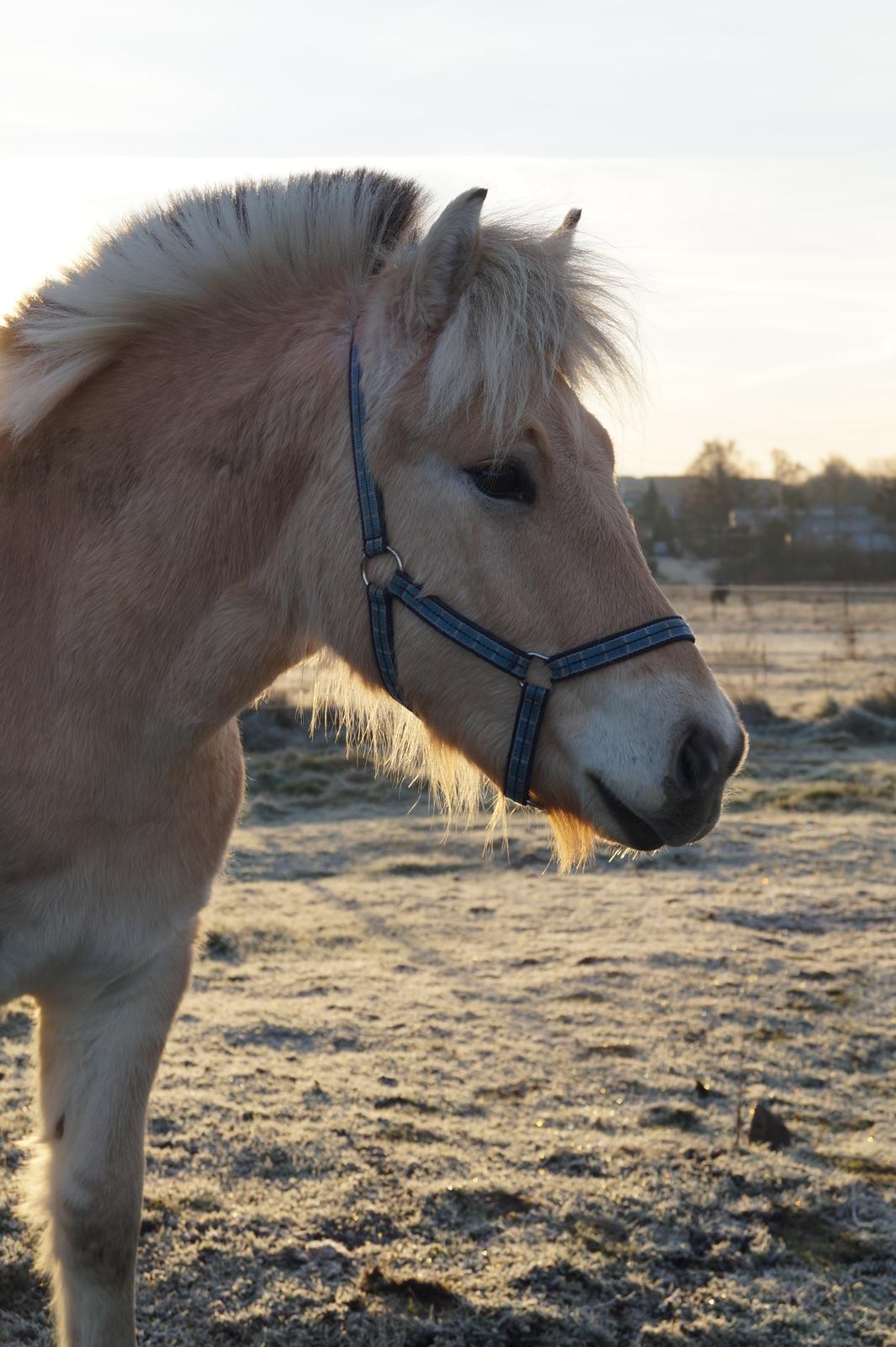 Fjordhest Tarsan - 03-12-16. billede 11