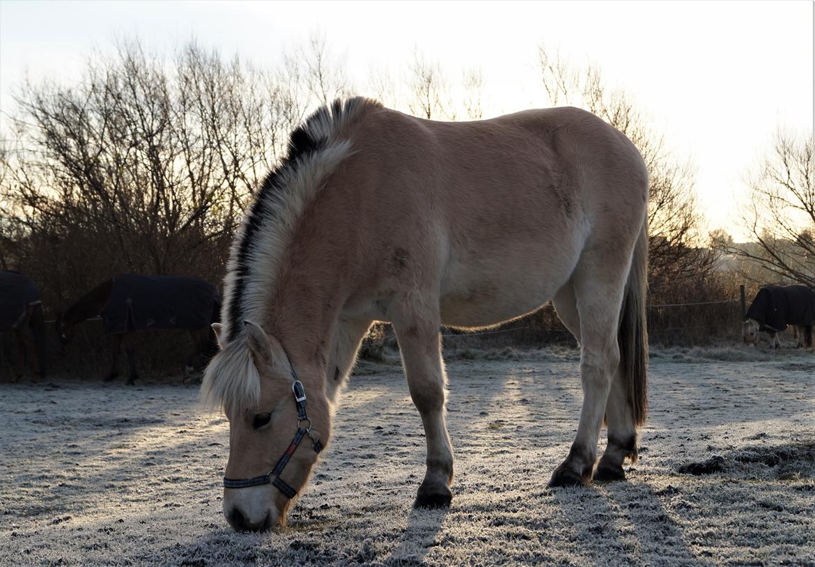 Fjordhest Tarsan - 03-12-16. billede 12