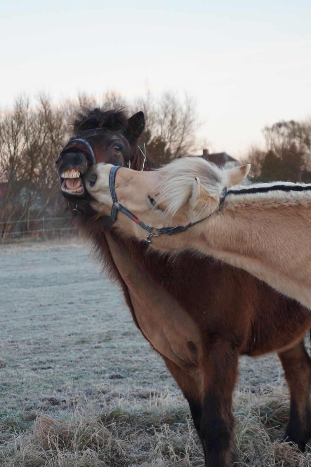 Fjordhest Tarsan - 14-12-16. billede 13
