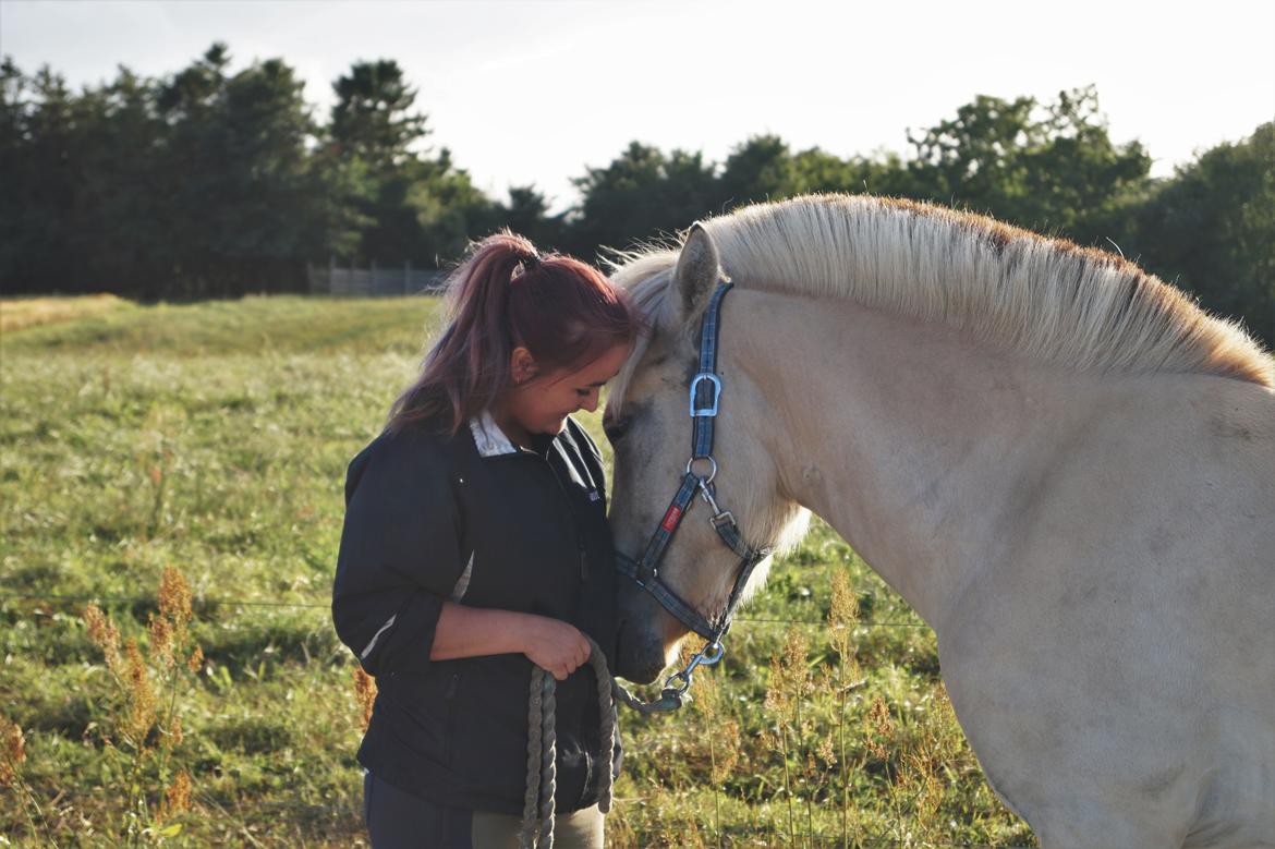 Fjordhest Tarsan - Mig og T på gårtur d. 09-08-16 :) billede 7