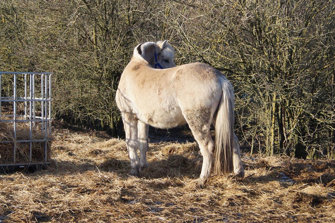 Fjordhest Tarsan - 28-01.17 - lige flyttet i løsdrift. billede 14