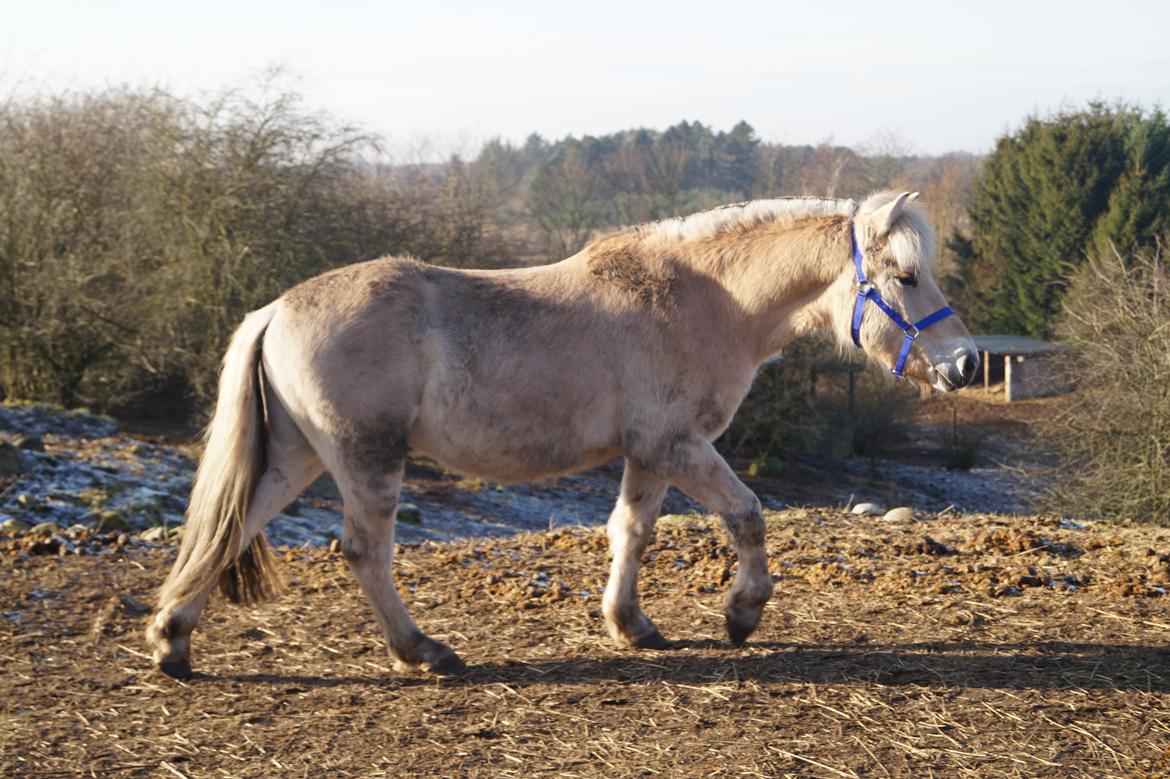 Fjordhest Tarsan - 28-01-17 - lige flyttet i løsdrift. billede 15