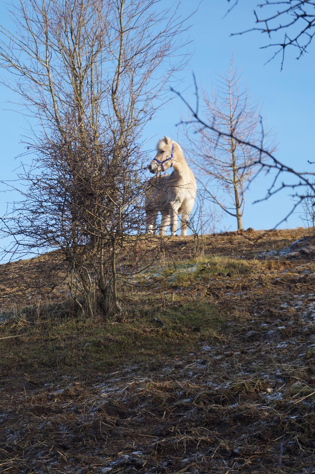 Fjordhest Tarsan - 28-01-17 - lige flyttet i løsdrift :) billede 16