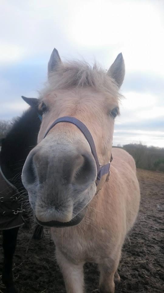 Fjordhest Tarsan - 17-02-17 fjollehoved. billede 17