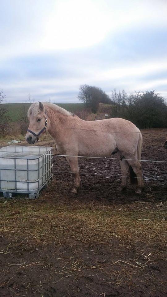 Fjordhest Tarsan - 17-02-17. Lidt er der da sket siden han kom i løsdrift :) billede 18