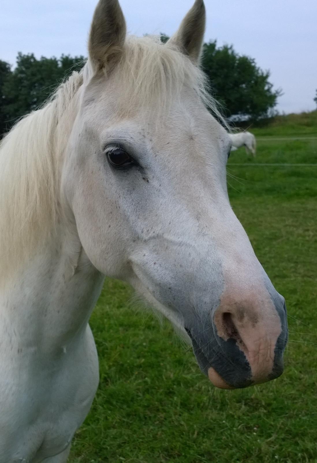 Anden særlig race Skyggefaxe (Lakse) lånehest billede 3