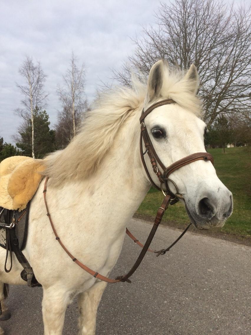 Anden særlig race - Ullive [Udlånt] billede 2