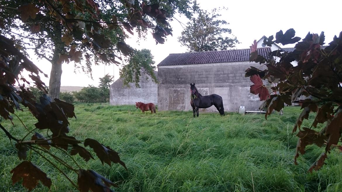 Frieser Hotske ll Van Jikke D  billede 1