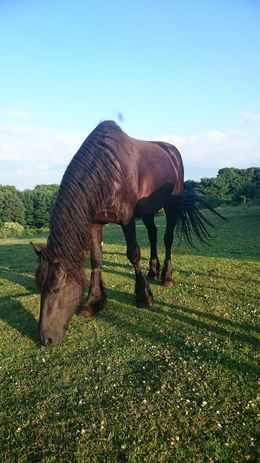 Frieser Hotske ll Van Jikke D  billede 2