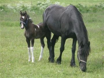 Frieser Hotske ll Van Jikke D  billede 6