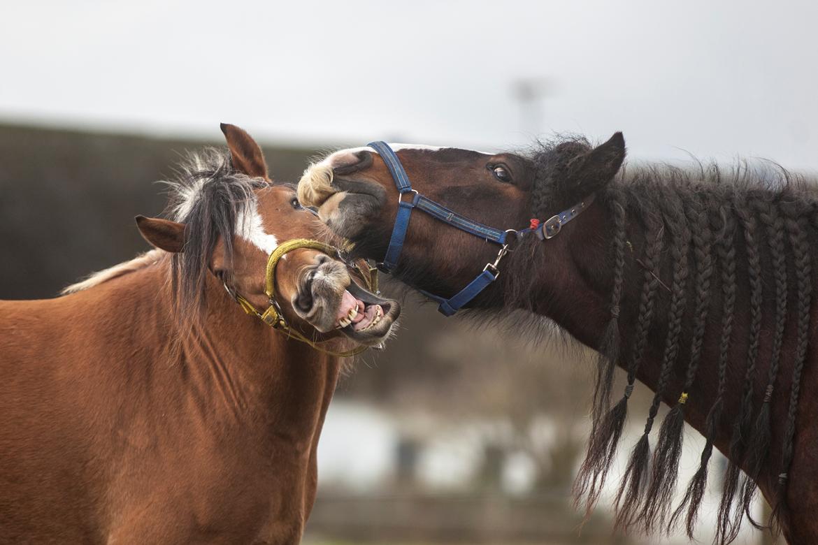 Anden særlig race Revsgaards primo - 18 billede 22