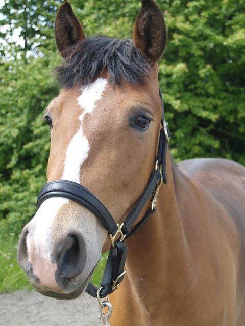 DSP Madeira billede 2