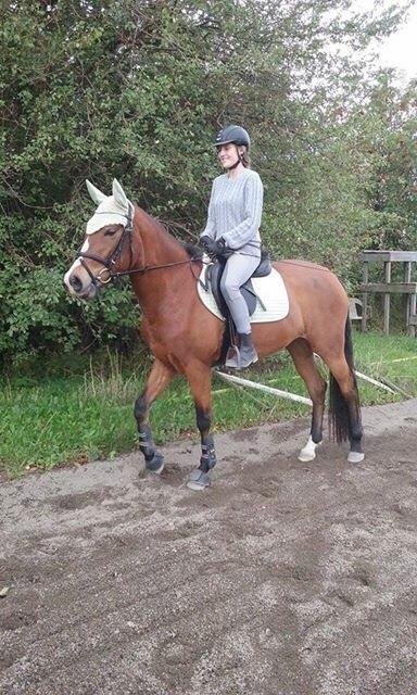 DSP Madeira billede 4