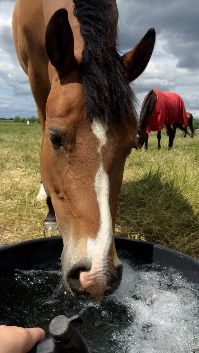 DSP Madeira billede 3