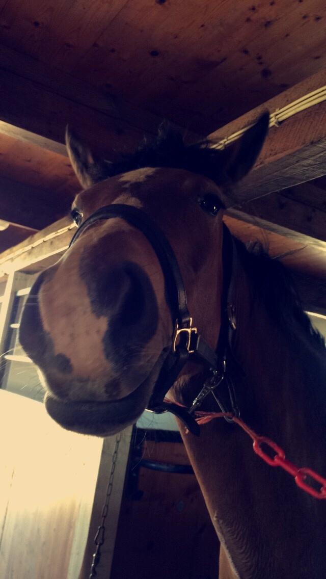 DSP Madeira billede 5