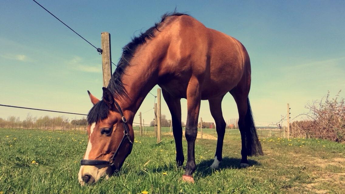 DSP Madeira billede 6