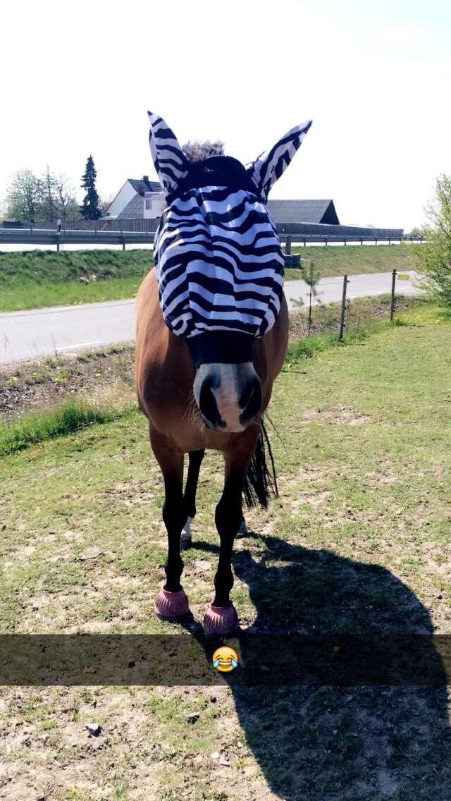 DSP Madeira billede 7