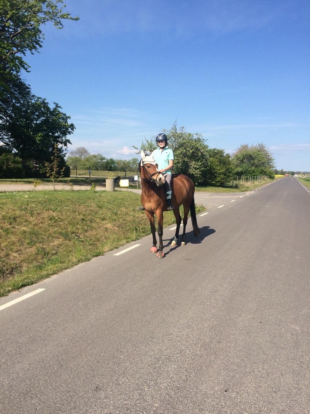 DSP Madeira billede 8