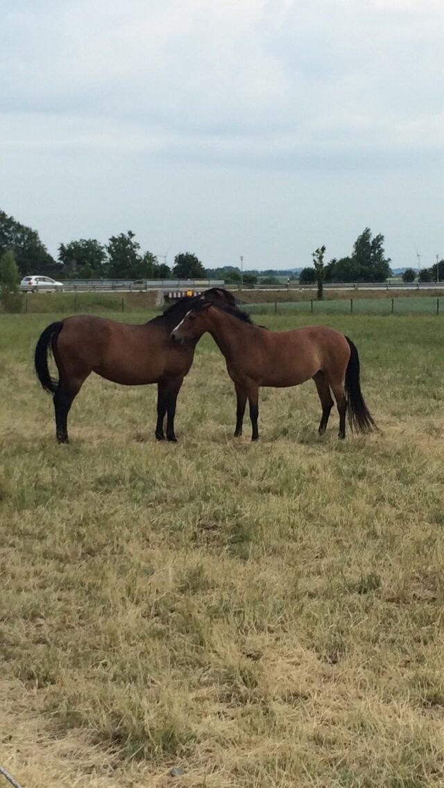 DSP Madeira billede 10