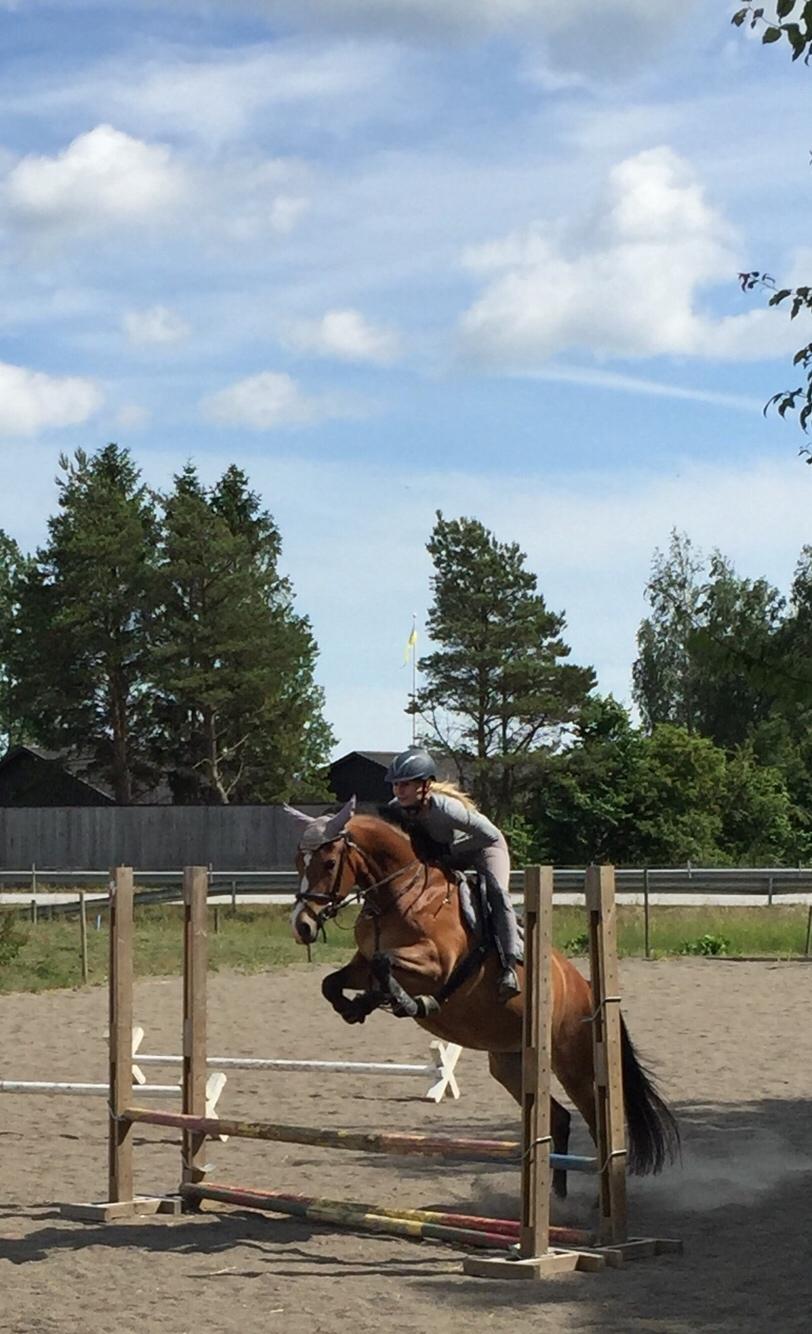 DSP Madeira billede 9