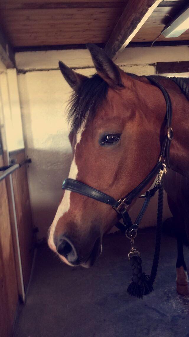 DSP Madeira billede 12