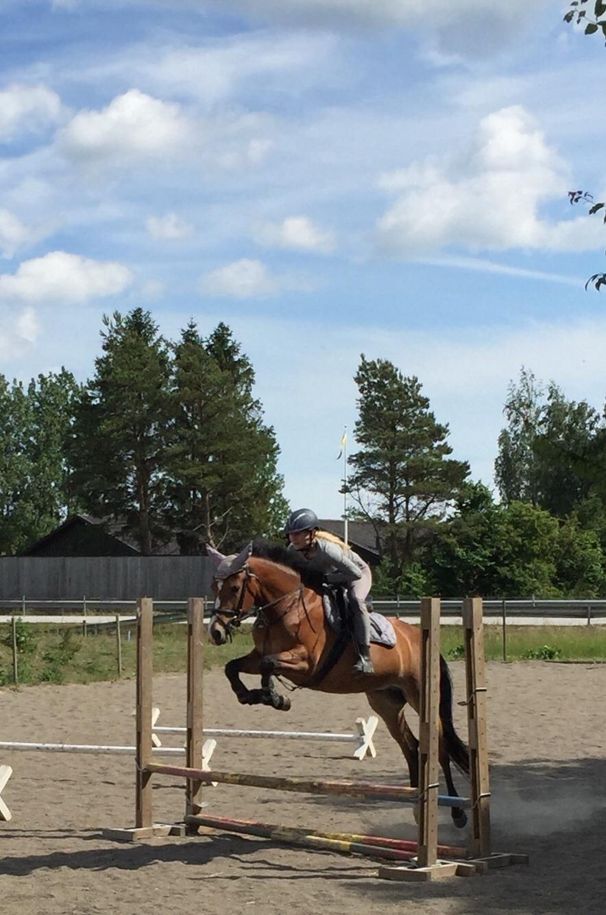 DSP Madeira billede 11