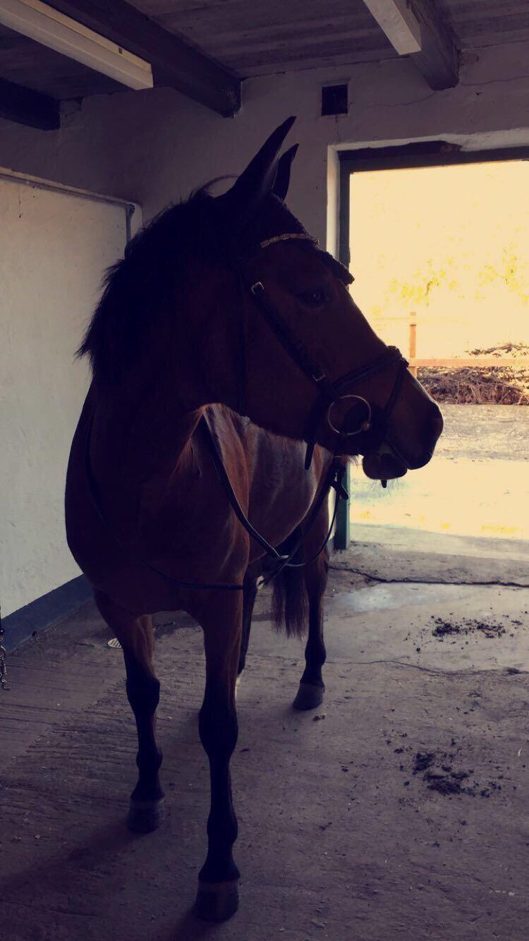 DSP Madeira billede 13